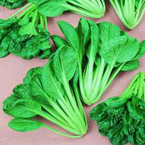 Savoy Tatsoi Pak Choi 1 Oz ~10,000 Seeds – Heirloom Non-GMO – Brassica rapa VAR. narinosa – 45 Days to Maturity – Baby Leaf & Microgreen – Cold & Heat Tolerant – Stir-Fry & Salad Green