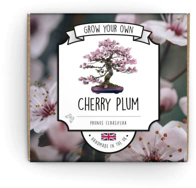 Grow Your Own Bonsai Tree Kit - Cherry Plum - Complete Beginner Starter Kit | Easy to Use Instructions | Handmade in UK | Gift for Any Ocassion | Gardening Gifts for Any Age | Crafts Hobby Kit