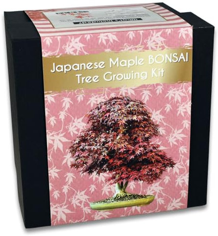 Japanese Maple Bonsai Tree Growing Kit