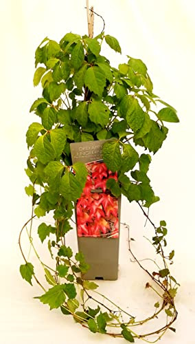 POWERS TO FLOWERS - VITE AMERICANA RAMPICANTE ROSSA, PARTHENOCISSUS WEITCHII ALTEZZA 50CM, Pianta vera
