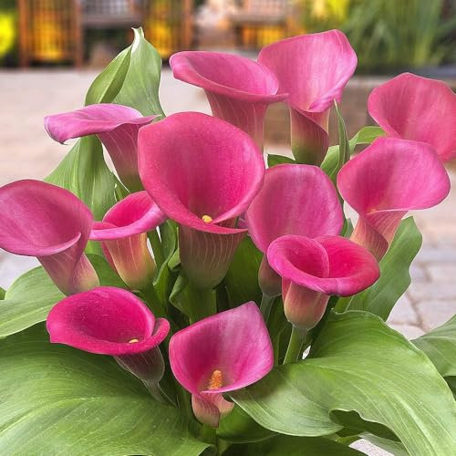 Pink Passion (Rose) Zantedeschia bulbes de lys Calla, 5 vrais et gros bulbes portant plus de 5 fleurs, plante de jardin idéale, de Hollande (pas de graines et pas artificiels)