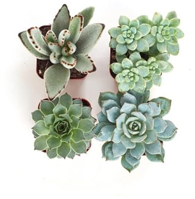 Pack de 4 Suculentas Mini Naturales con Maceta de 5cm