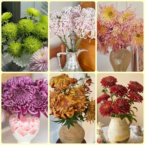 Semi di crisantemo - biologici campo decorazione 350pcs