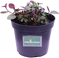 eGarden.store - Pianta vera di Cappero commestibile - Altezza pianta: 15/20 cm Diametro vaso: 14 cm - pianta aromatica commestibile da usare in cucina da coltivare all'esterno