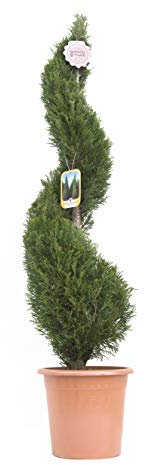 Vannucci Piante - x Cupressocyparis leylandii '2001', Cupressocyparis leylandii 'Pyramidalis', Spirale, Conifera, Pianta vera in vaso, Pianta da terrazzo (cod. 13)