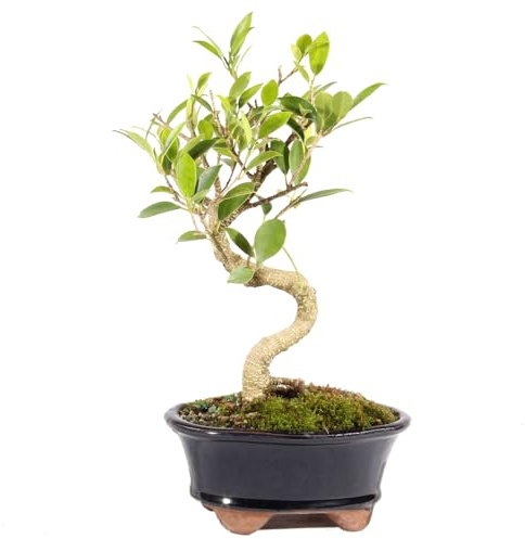 Brussel's Bonsai - Live Golden Gate Ficus Bonsai Tree in Ceramic Bonsai Pot, Indoor Bonsai Plant, 4 Years Old, 5-8 Inches Tall, Easy Care Houseplant for Home or Office (Small, Green)