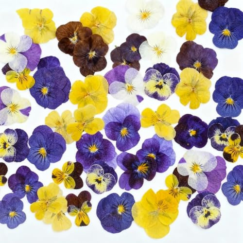 YUVKIN 30 pièces 6 types de fleurs naturelles séchées et pressées, comestibles – Mélange de pensées tricolores pour décorations de gâteaux, cocktails et projets créatifs DIY