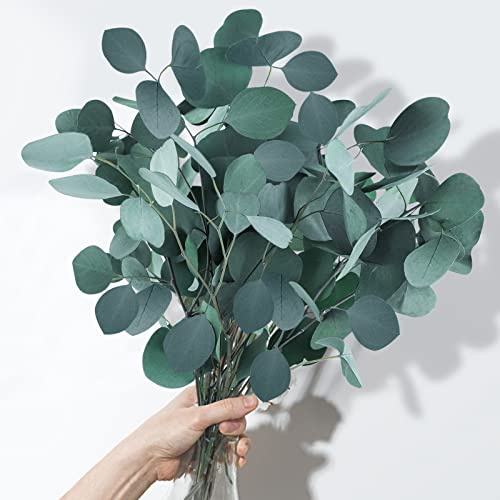 Dried Preserved Eucalyptus Stems, 7-10 Pcs Real Natural Silver Dollar Leaves, 5-17 Real Fresh Eucalyptus Plant Branches for Wreath, Home, Wedding Décor, Mother's Day, Floral Arrangement Vase Filler