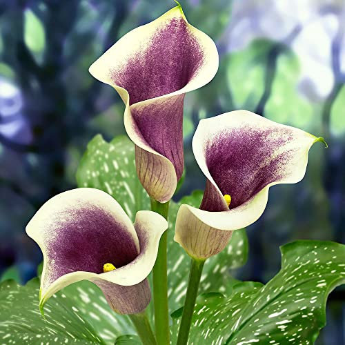 schone Zantedeschia – Pastel Pretty Blooms – Summer Flowering Bulb – Perennial – for Your Beautiful Garden (1 x Zantedeschia Picasso), Purple