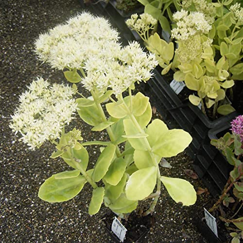 6 x Orpin remarquable 'Stardust' - Sedum Spectabile 'Stardust' - Godet 9x9 cm, Floraison Blanche Étoilée, Attire les Abeilles