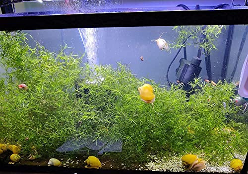 Guppy Grass for Freshwater Aquarium or Pond Plant| Small Disabled Veteran Owned Company | Najas Grass | Southern Water Nymph| Live Aquarium Freshwater Plant - 1 Portion