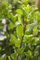 Ilex meserveae 'Blue Prince' 60-80 cm - Stechpalme, immergrün, glänzende blaue Blätter, ideal als Heckenpflanze, winterhart und pflegeleicht