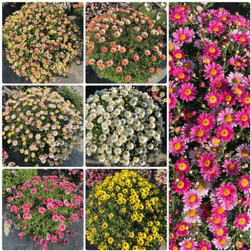 margeriten pflanze samen - blumensamen gastgeschenk samen margeritensamen blumensamen balkon bodendecker pflanzen winterhart flower seeds pflanzen für garten wildblumen winterharte 800pcs