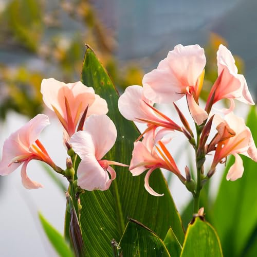 canna/tubérculos de canna en de silvestres, rizoma decoración jardín en balcón silvestres el balcón lugares soleados 9bulbos
