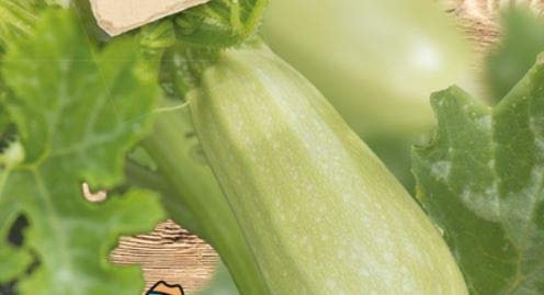 Pcs - 3X Zucchini Grey Griller F1-Alte Types Seeds Vegetables Garden KS458 - Seeds & Plants Shop by Ipsa