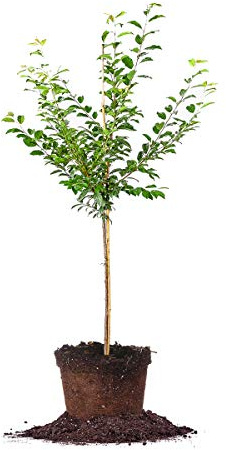 Perfect Plants Methly Plum Tree Live Plant, Produces Fruit, 4-5ft, Includes Care Guide