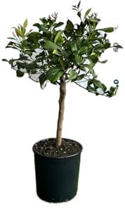 Limone Lunario in Vaso Ø20 cm – Agrume Tradizionale Siciliano – Prodotto a Mazzarrà Sant’Andrea dal Vivaio uJardinu – Pianta Sempreverde da Esterno e Terrazzo