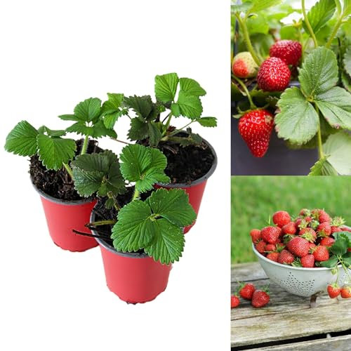 Carbeth Plants - Strawberry Flamenco Fruit Plants - Hardy Garden Bushes in 9cm Pots - Grow Your Own (6)