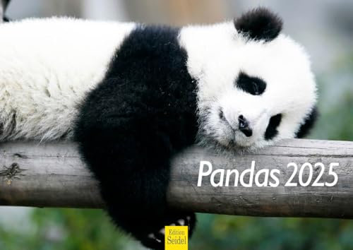 Edition Seidel Premium Kalender Pandas 2025 Format DIN A4 Wandkalender Tierkalender Panda Pandabären Säugetier Bambus Wald