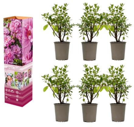 Azalea rododendro planta en maceta 20 – 38 cm en maceta de 9 cm, planta compacta con color intenso (6, morado)
