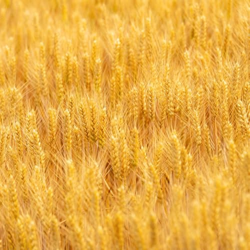 semi di grano resistenti per giardini rocciosi antiche varietà di rara copertura del terreno invernali giardino sul balcone resistenti vecchie 350pcs