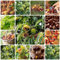 35 pcs esskastanie pflanze samen - bäume garten winterhart balkonpflanzen winterhart esskastanienbaum,edelkastanie kastanien, bonsai tree bio saatgut dekoration