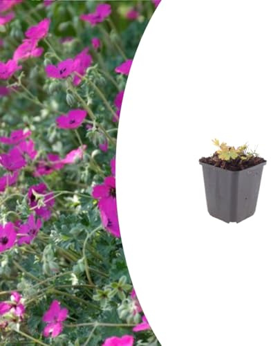 Geranium sang. 'Max Frei' | 6 stycken - 10-25cm - Ø9cm - Trädgårdsväxt