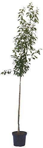 Japanische Pflaume Black Amber Pflaumenbaum Halbstamm 150-170 cm 10 Liter Topf St.Julien A