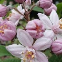 POWERS TO FLOWERS - DEUTZIA MONT ROSE, ORTENSIA, VASO 20CM DIAMETRO, pianta vera