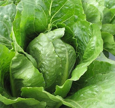 Buy4seeds Organic Lettuce Romaine Jericho 1000 Seeds Easy to Grow