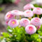 1000 Samen Rosa Gänseblümchen (Bellis perennis) - Winterharte Staude für Beete, Rabatten & Rasenflächen - Blumensamen für sonnige bis halbschattige Lagen