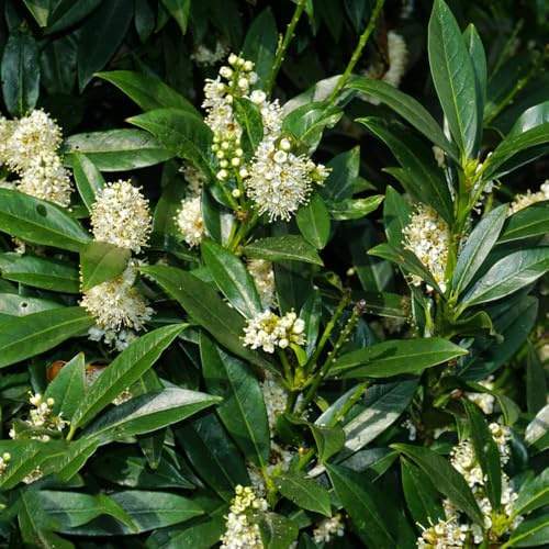 semillas de laurel cerezo - orgánicas resistentes perennes decorativas 50pcs