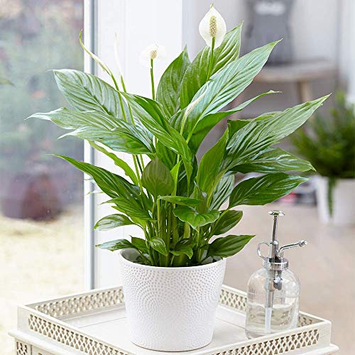 Spathiphyllum 'Friedenslilie' Zimmerpflanzen - 1 x getopfte Lilie Zimmerpflanze 9cm Topf