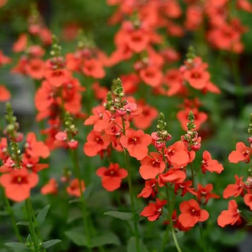 Semi di Diascia - vecchie varietà semi di esotico balcone rialzata rara arredamento del soggiorno copertura del terreno 550pcs