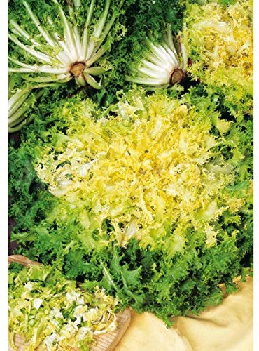Semillas hortícolas - Escarola rizada doble de verano - Mascarell