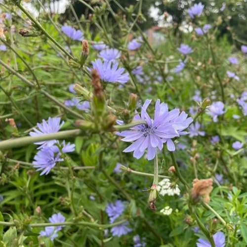 semi di cicoria resistenti - primaverili giardino decorazione ufficio balcone serra 1000pcs