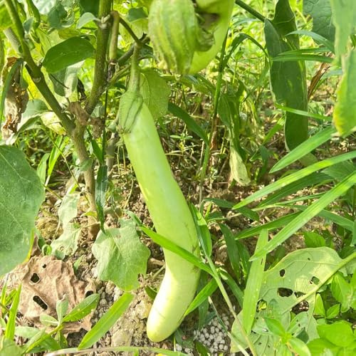 balcón de semillas de berenjena - variedades antiguas organicas 25pcs