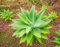 agaves sin espinas raras cola de zorra Agave attenuata suculenta planta aloe de semillas 15 semillas