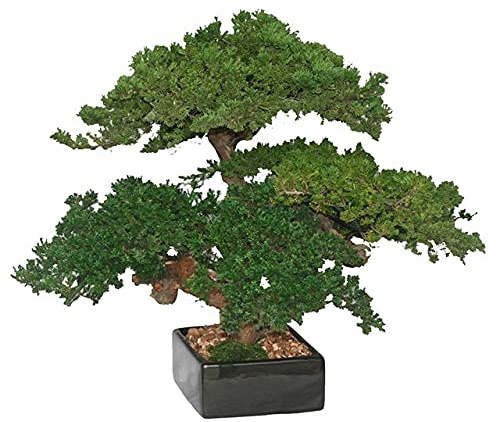 Bonsai Boy p1322 Monterey Juniper Triple Trunk Preserved Bonsai Tree