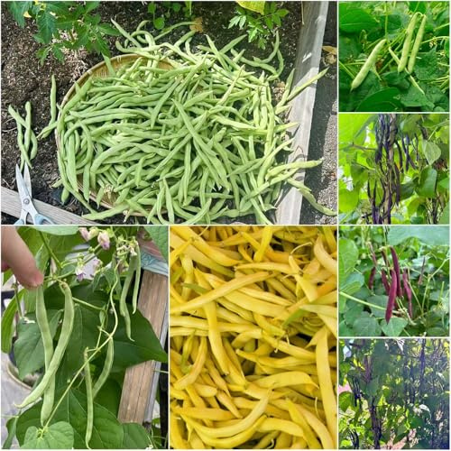 semillas de frijol arbustivo - Semillas resistentes para el jardín orgánicas frijol oficina jardín invierno - Serie raras 160pcs