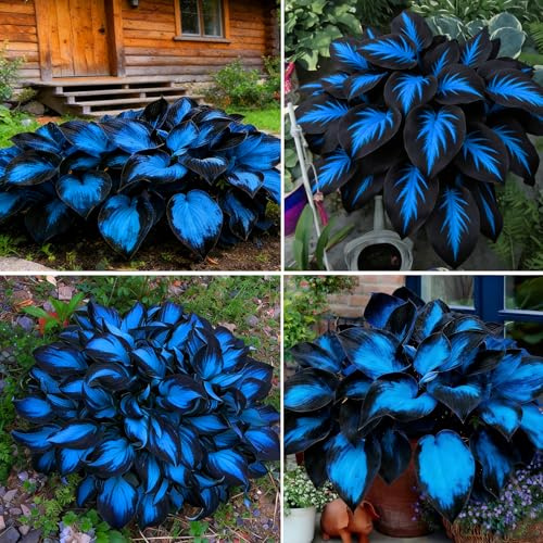 Mixrug Hosta Seeds for Planting, 297+pcs Rare Perennial Hosta Flower Seeds Plants, Non-GMO Heirloom Long Blooming Plants Shaded Entry Pathway Flowers for Garden Outdoors