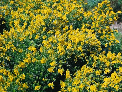 Genista germanica 20-30 cm – Winterhart, Mehrjährig, Pflegeleicht – Deutscher Ginster – Zierstrauch für Steingarten & Gartenbeet
