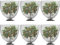 M METERXITY 6-Pack Garden Plant Netting, 3.3 x 3.3 Feet Fruit Trees Bird Netting W Drawstring for Protect Plant Flower from Bird Eating Blueberry Bush Netting Cover [Black]