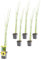 vdvelde.com - Equisetum Japonicum - Japanische Stechpalme Topf 9 cm - 24 Stück - 24 Sumpfpflanzen für 2 m² - Ausgewachsene Höhe: 120 cm - Platzierung: -1 bis -20 cm