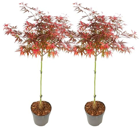 Plant in a Box - Palmatum 'Shaina' - Set di 2 - Ao giapponese resistente - Foglie rosse - Vaso 19cm - Altezza 80-90cm