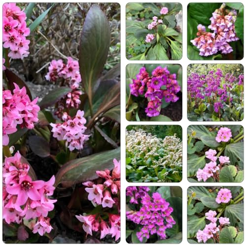 bergenia cordifolia - semi giardino semi balcone del 450pcs