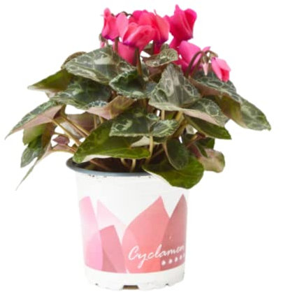 Verdecora Cyclamen | Flor de invierno | Violeta de los Alpes | Planta natural de exterior e interior con flor (Maceta 11cm)
