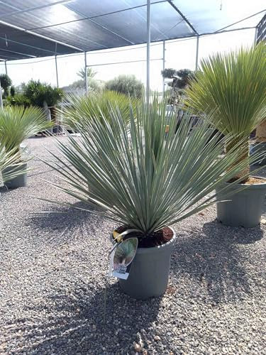 Sunny Tree - Yucca Rostrata - Palme - Stammhöhe 15/20 cm - 100 cm - Winterhart- Palmlilie