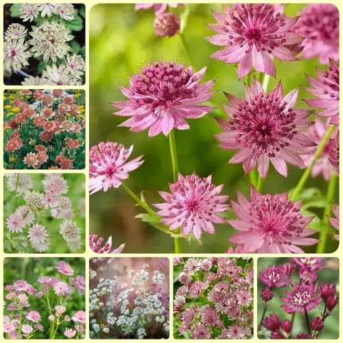 Semillas de umbela estrella, semillas de del Astrantia mayor semillas perenne de otoño floración resistente 150pcs