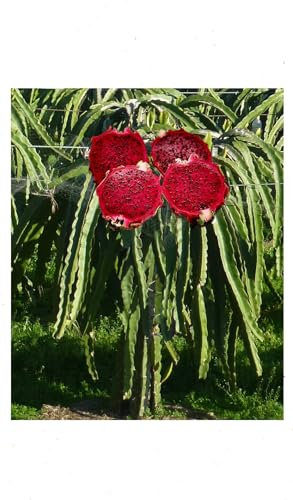 50 Red Dragon Fruit Cactus Seeds (Hylocereus undatus) – Exotic Tropical Cactus Plant for Gardens, Pots, and Greenhouses